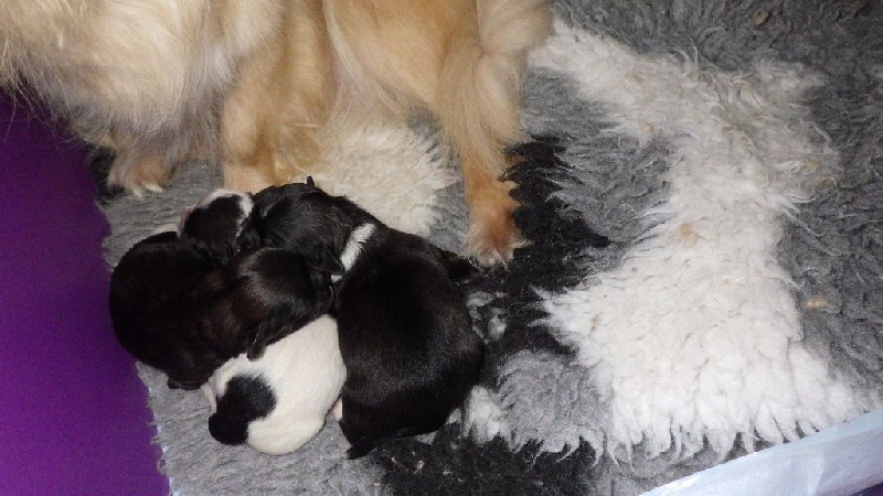 Chiot Epagneul tibetain de l'Eden du Charme